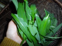 /album/ail-des-ours-le-retour-/cueillette1-jpg/