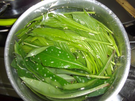 lavage Pantain et pulmonaire